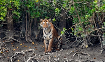 Sundarbans
